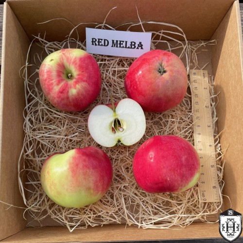 Malus domestica 'Red Melba' - Õunapuu 'Red Melba' C6/6L